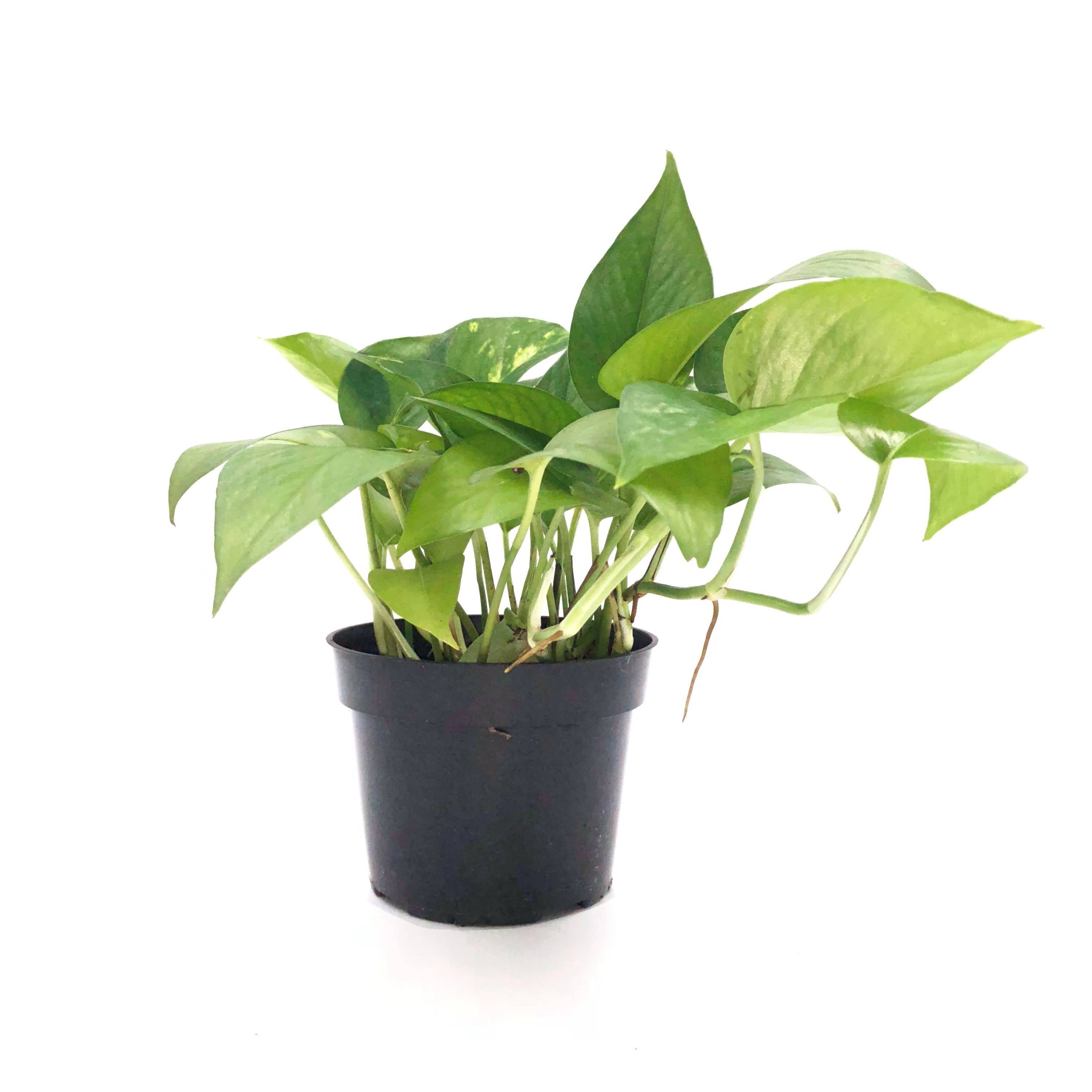 money plant