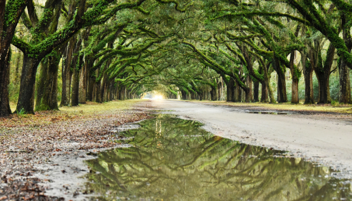 Wormsloe Historic Site