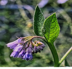 Comfreys plant in Ireland