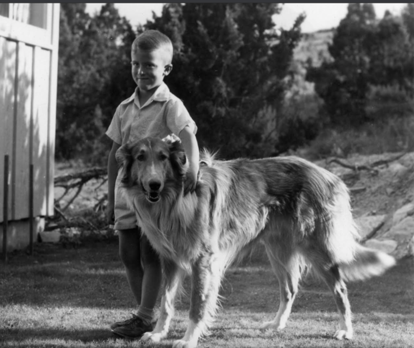 Collie for Sale: Lassie and the Birth of Modern Marketing – American Kennel  Club