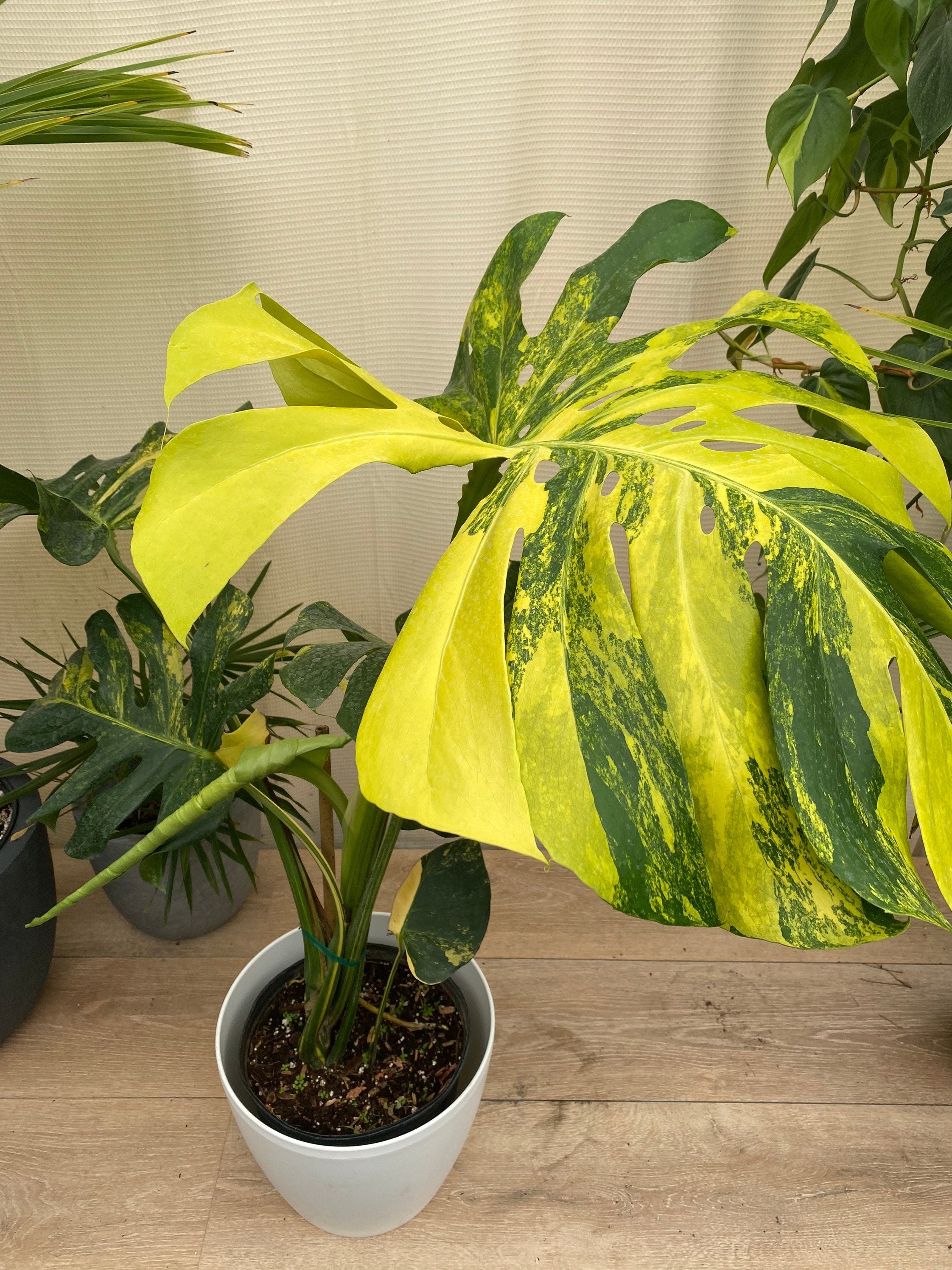 Monstera Borsigiana Albo Variegated – Eureka Farms