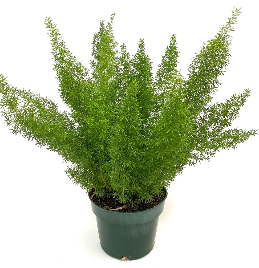 are asparagus fern berries harmful to poodles