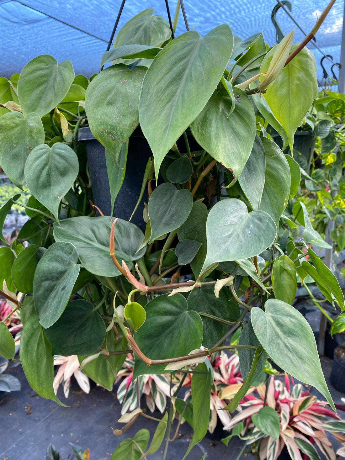 Wekiva Foliage Philodendron Micans Hanging Basket Live Plant in 4 in.  Hanging Pot Philodendron Micans Florist Quality Indoor 6L-6T7S-WBKA - The Home  Depot