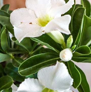 Rose du désert - Adenium obesum