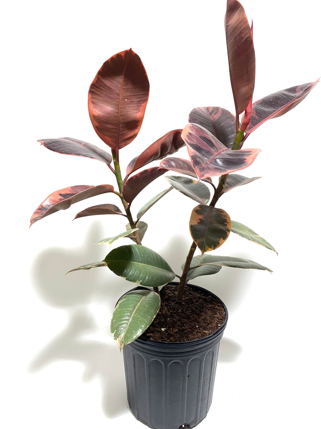 Ficus Burgundy (Rubber Plant) — Dutch Growers Regina