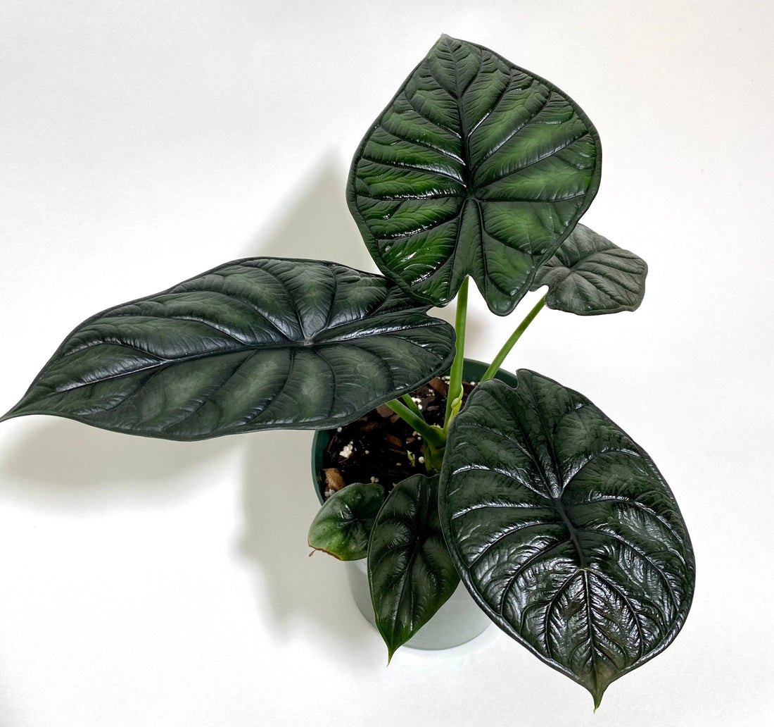 Alocasia Baginda Dragon Scale, Live Indoor plant. – Eureka Farms