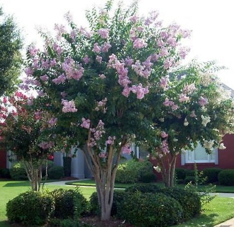 Crape Myrtle Muskogee Tree Purple - Eureka Farms product image