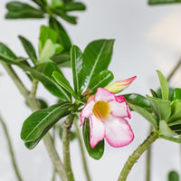 Desert Rose, Adenium obesum, Pink Flowers