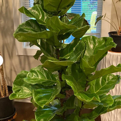 Ficus Lyrata Bush, Fiddle Leaf Fig Tree – Eureka Farms