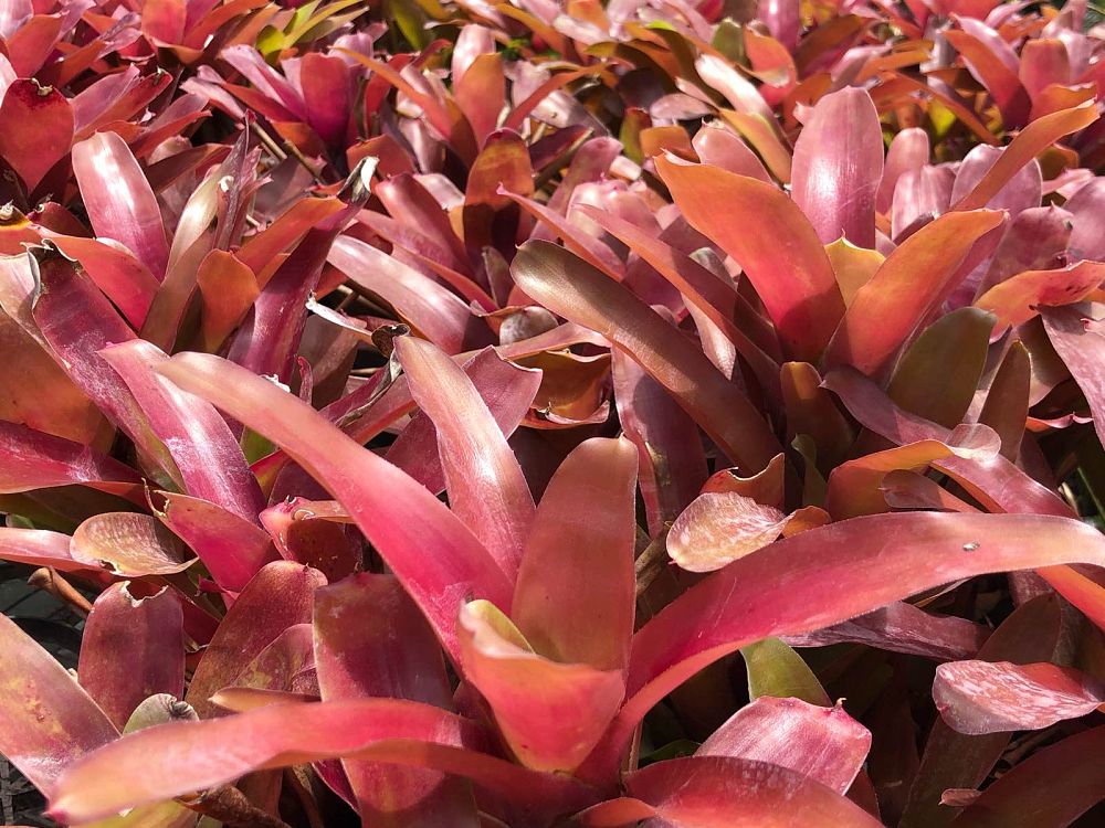 Bromeliad, Neoregelia Super Fireball