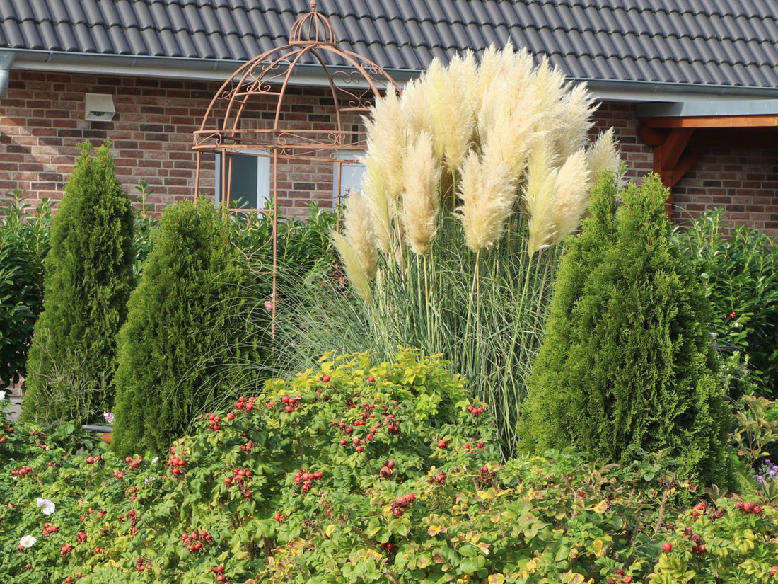 Pink Pampas Grass 'Rosea' (Cortaderia selloana) - MyGardenLife