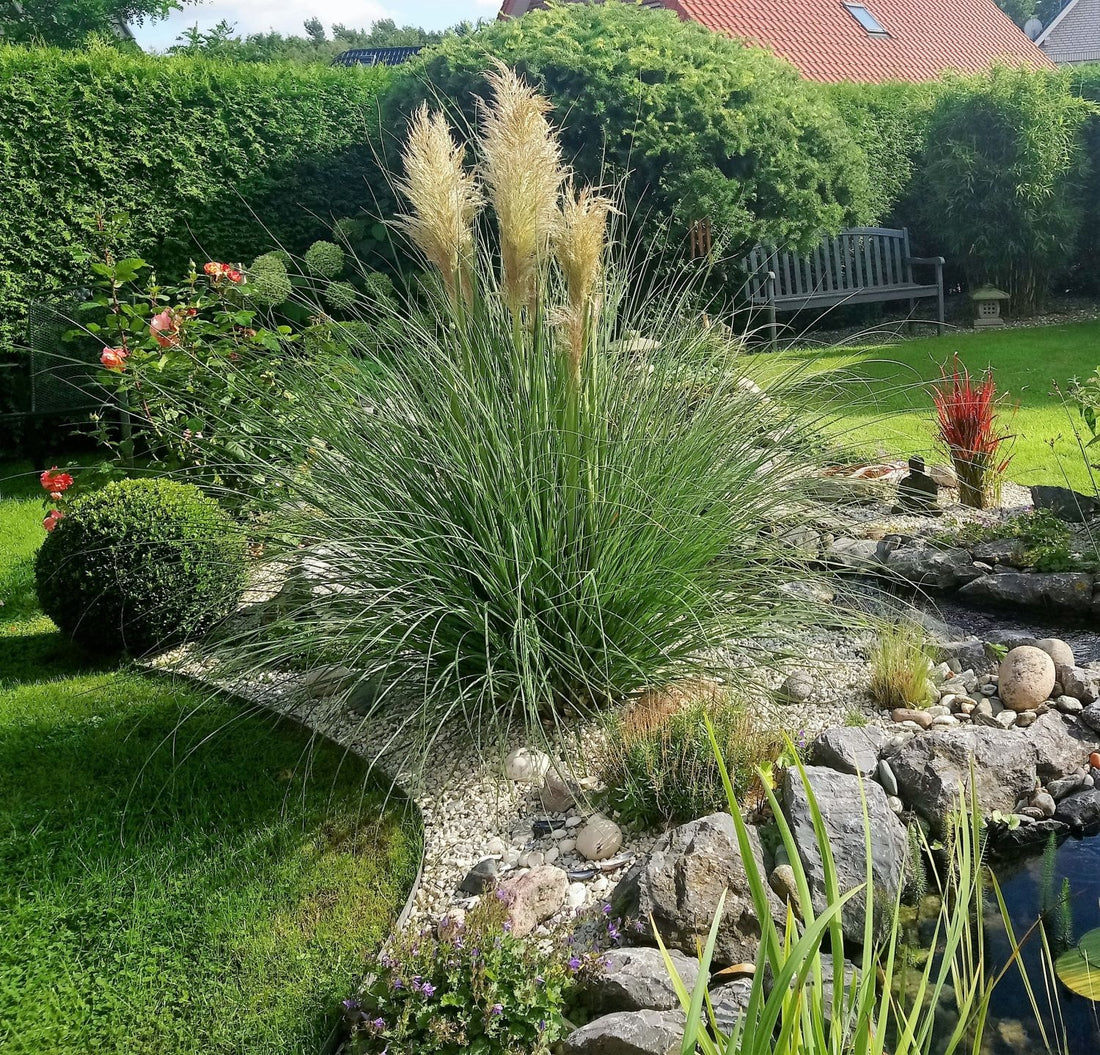 Cortaderia Rosea Pink Pampas Grass