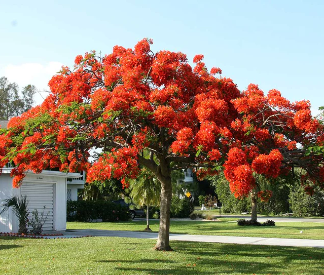 Bottlebrush Tree ‘Red Cluster’