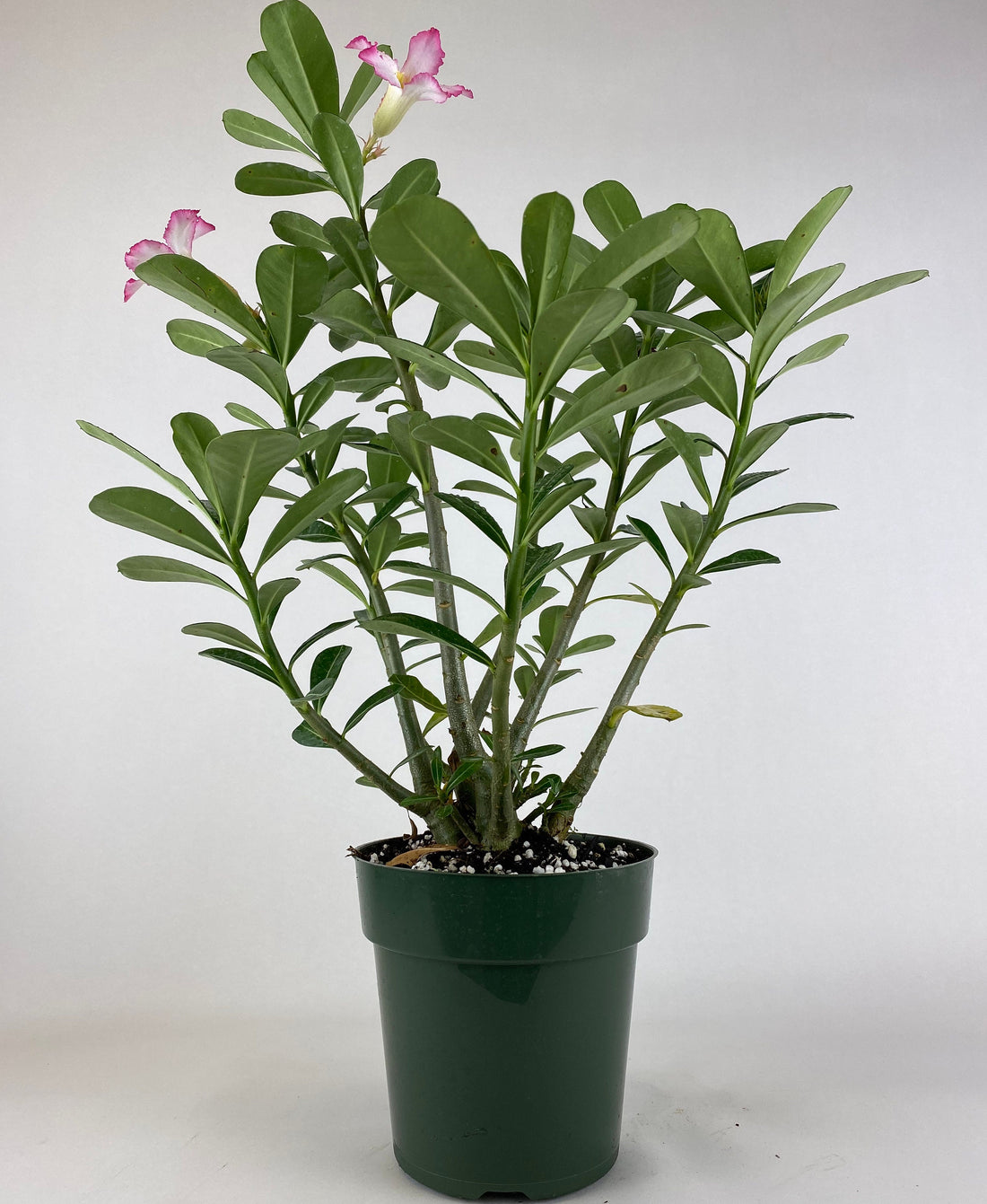 Adenium obesum 'White', Desert Rose