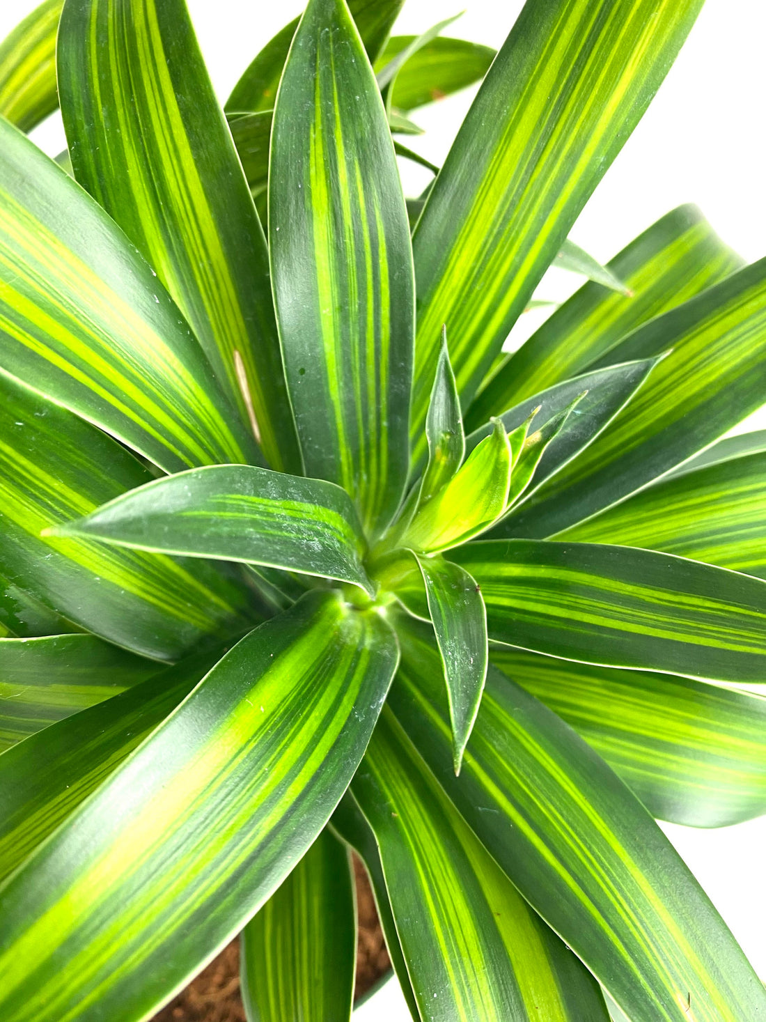 HQ HousePlants Dracaena Warneckii Lemon Lime Cane Dragon 3d model Download  Maxve