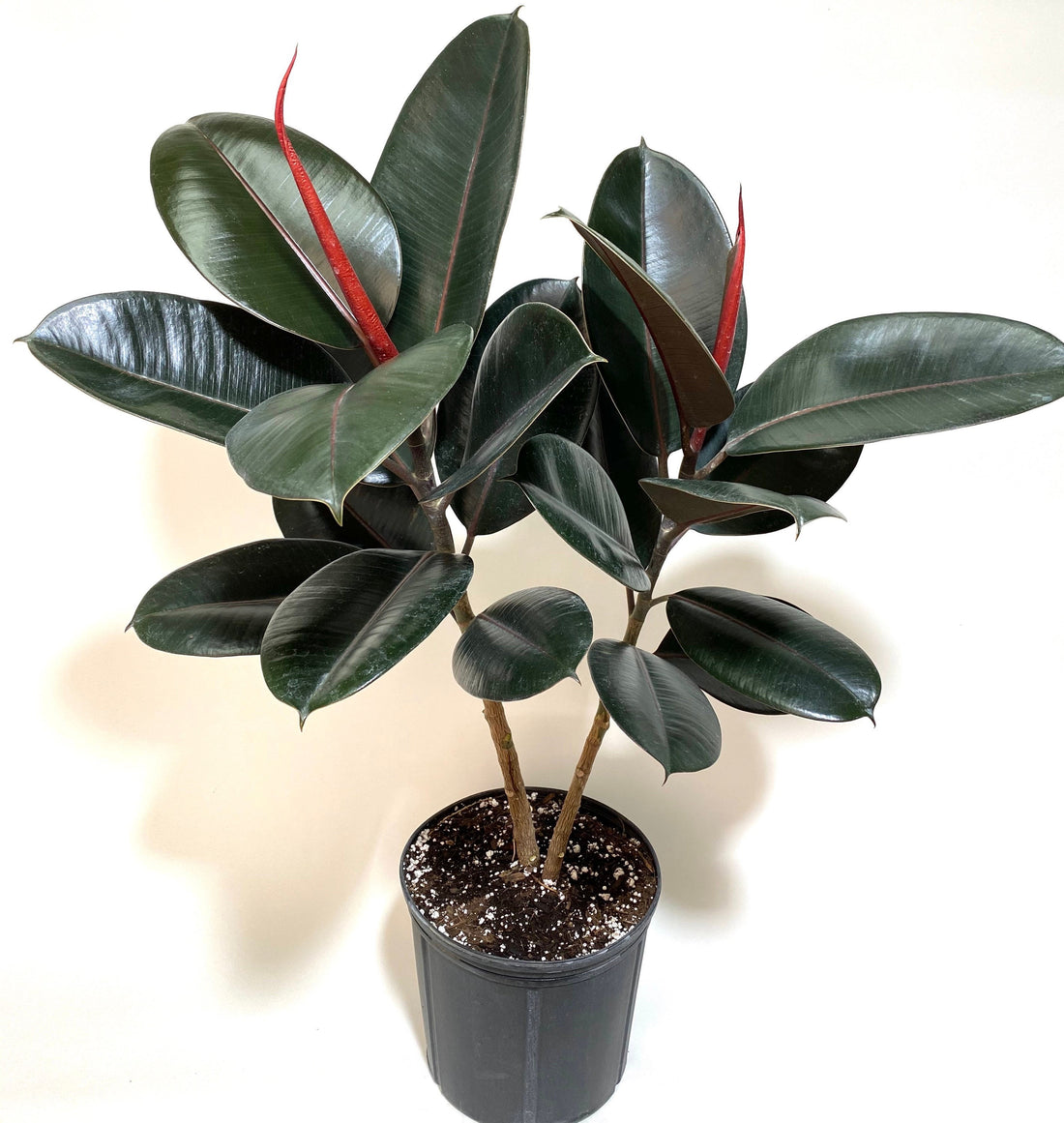 Chroma® Abidjan - Rubber Plant - Ficus elastica