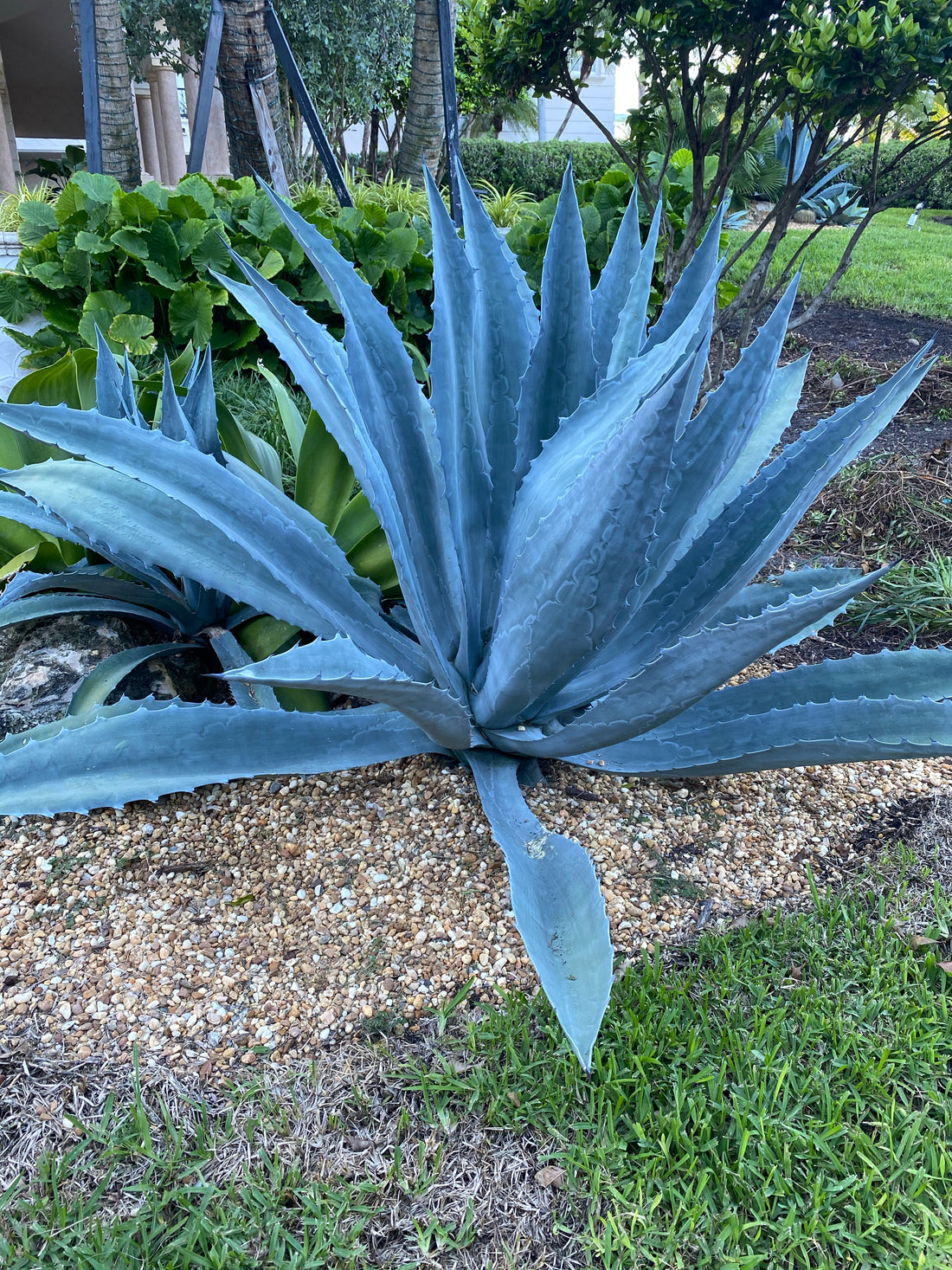 Image of Agave plant