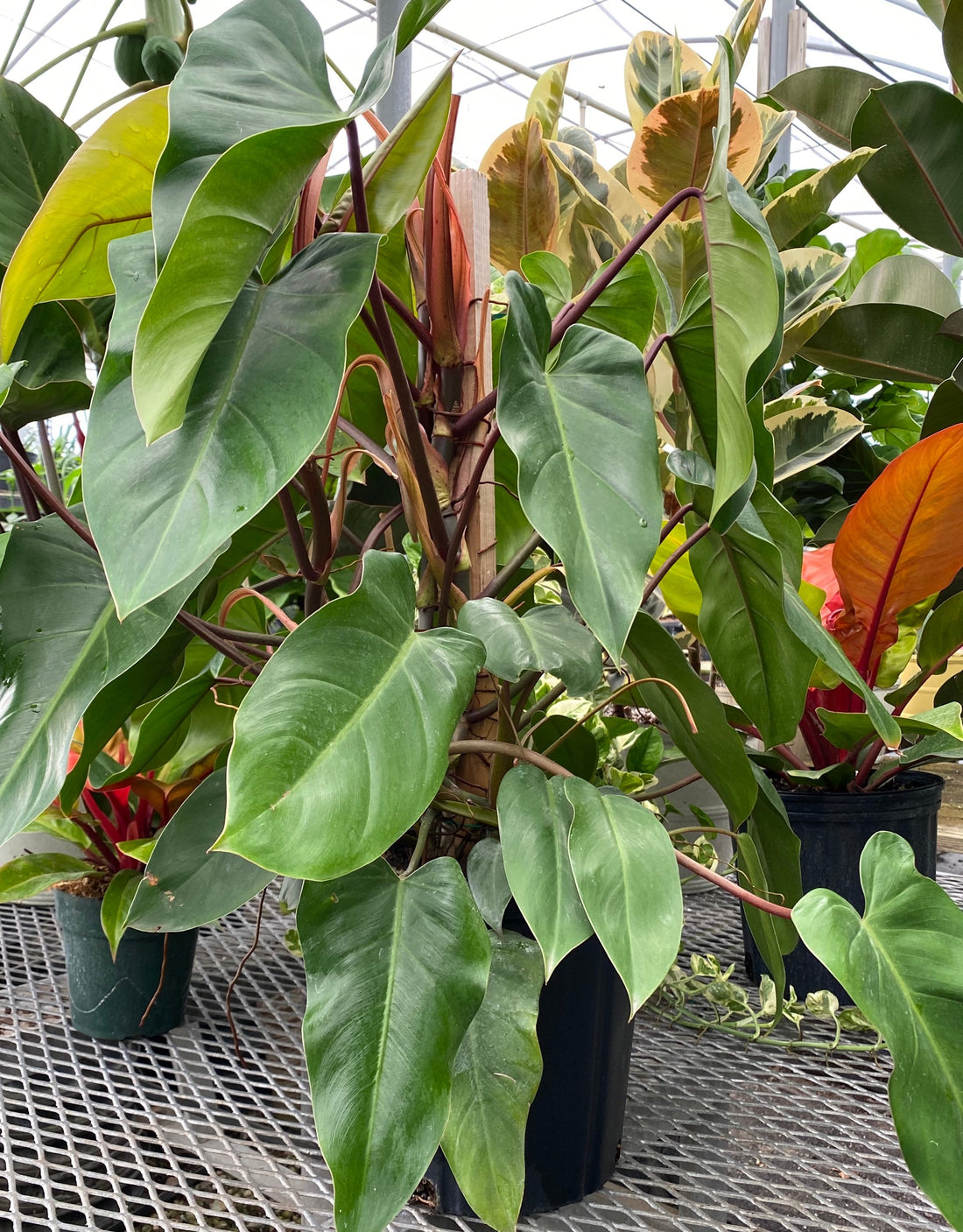 Wekiva Foliage Philodendron Micans Hanging Basket Live Plant in 4 in.  Hanging Pot Philodendron Micans Florist Quality Indoor 6L-6T7S-WBKA - The Home  Depot