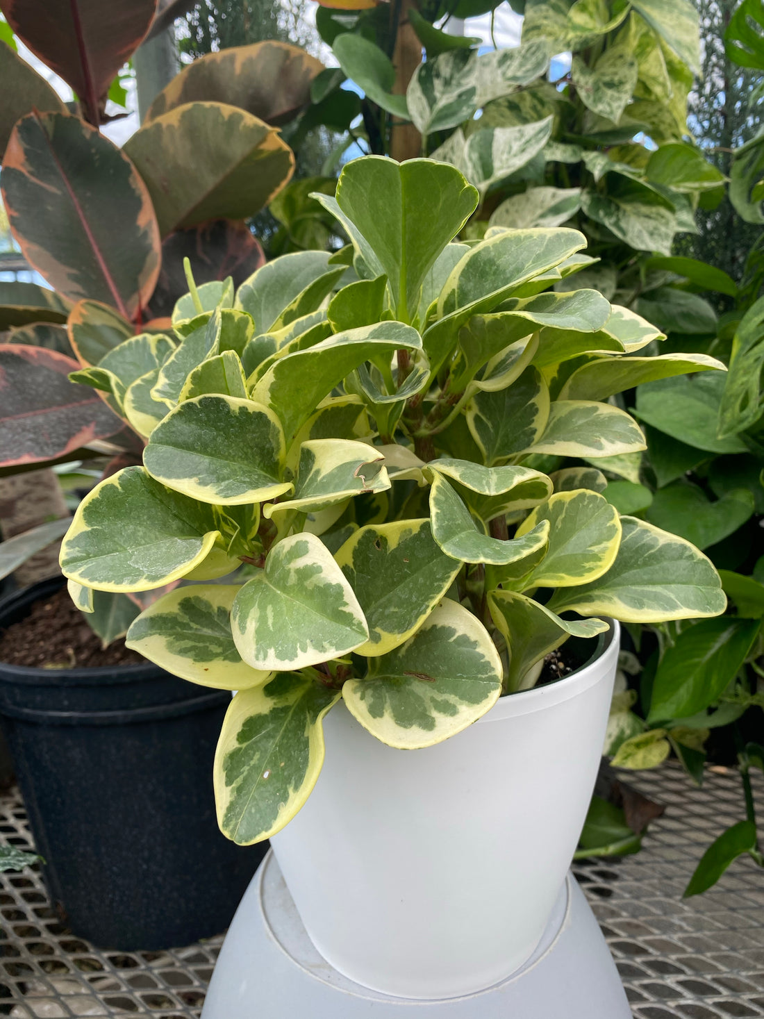 erosie Ontslag Eed Peperomia Variegated in 6in Deco Pot, Live Indoor Plant, 12-14in Overa –  Eureka Farms
