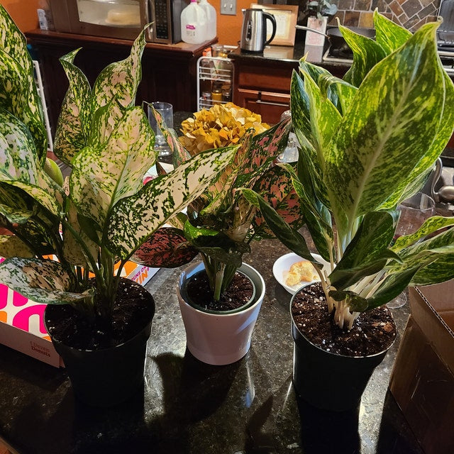 Red Chinese Evergreen - Aglaonema 'Siam Aurora' - Firecracker – Ed's Plant  Shop