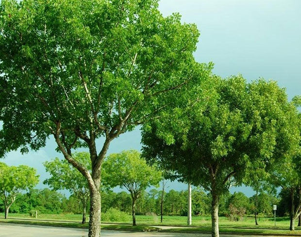  The Mahogany Tree * El árbol de caoba (English and