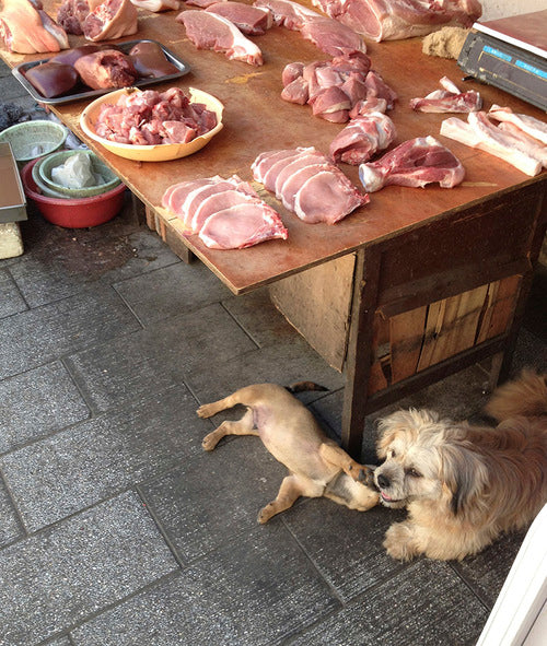Shanghai Dogs