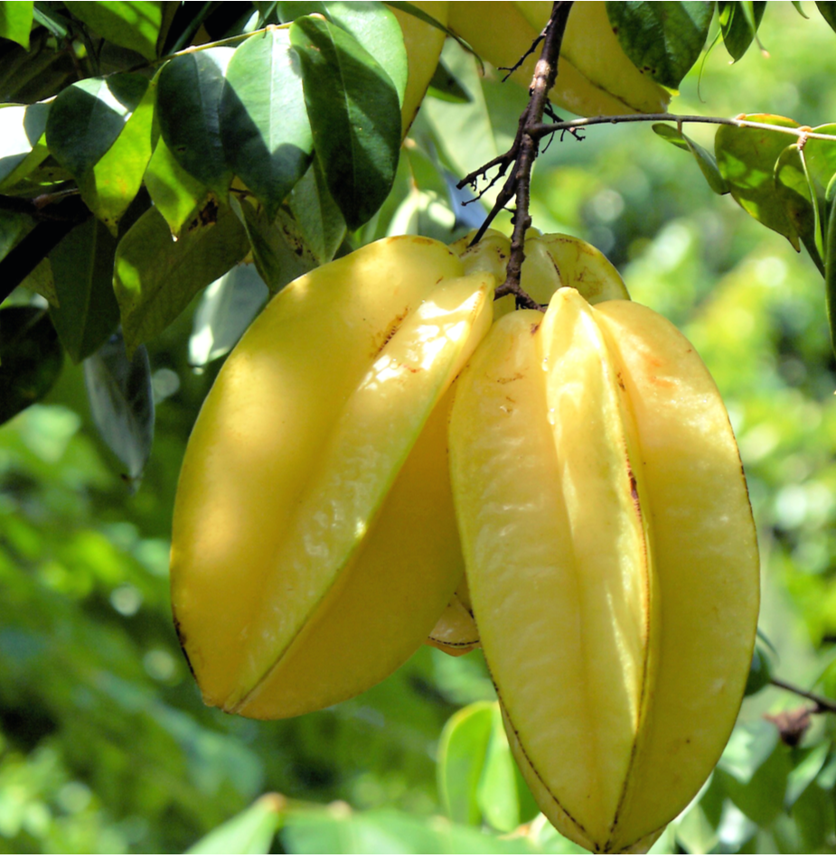 carambola