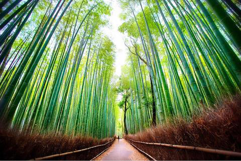 Bamboo Forest