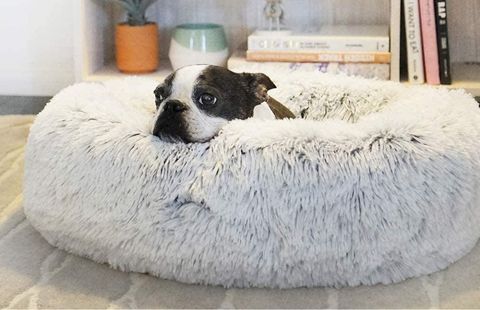 cama para perros pequeños
