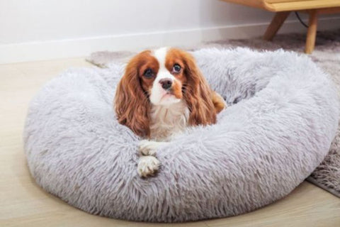 cama antiestres para perro