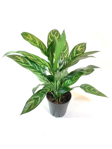 Tigress Aglaonema