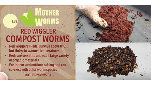  WWJD Worms 1 Pound Red Wiggle Worms Red Wigglers Composting  Worms - Earth Worms, Red Worms, Live Worms for Garden, Farm Soil - Red  Wigglers Live Worms for Fishing 