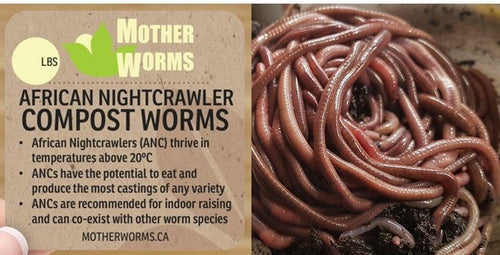 K1) 1/2 Pound African Nightcrawler Compost and Fishing Worms