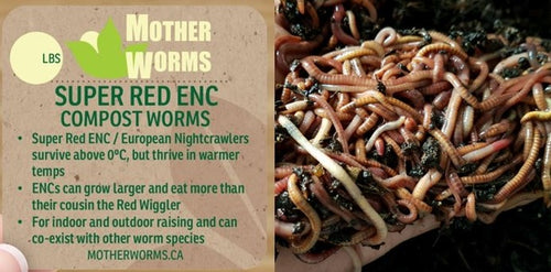 K1) 1/2 Pound African Nightcrawler Compost and Fishing Worms (SHIPS WH –  Mother Worms