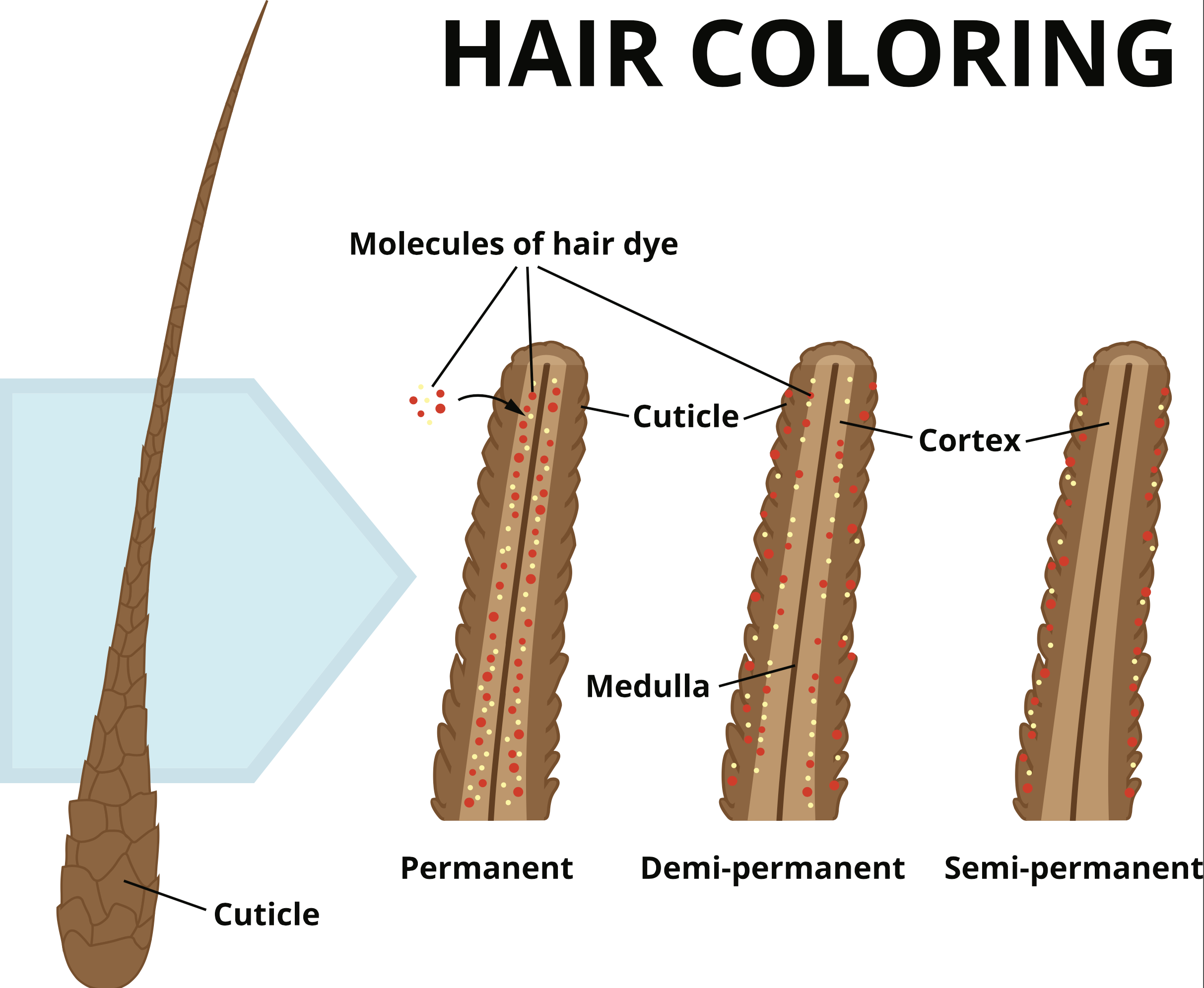 Hair Colour: Permanent vs. Semi vs. Demi vs. Temporary – Eastern Beauty  Supply