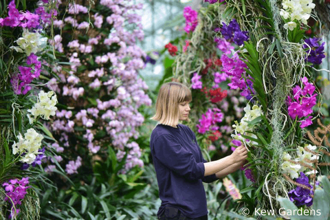 kew gardens orchid festival
