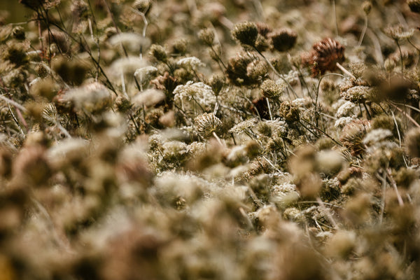 field of queen Anne's lace 