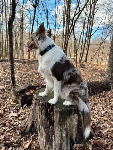 Merle aussie dog on a log