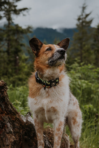 Dog wearing a Rope Hounds collar looking into the distance