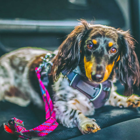 Dachshund dog with a Rope Hounds pink seatbelt in the car
