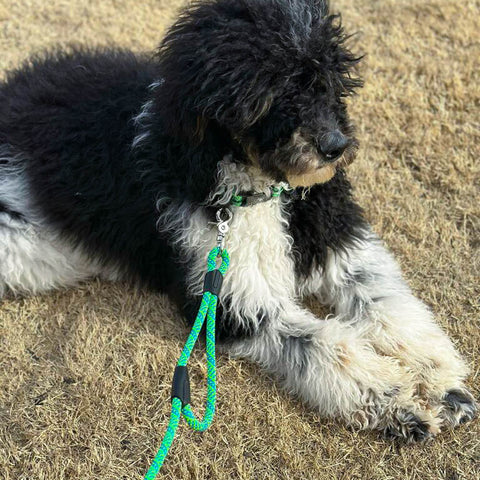 Bernedoodle black & white dog laying on the grass wearing a Sea Green Rope Hounds collar and urban leash.