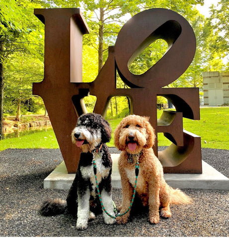 Two goldendoodle dogs standing in front of the LOVE statue at Crystal Bridges Museum in Bentonville, Arkansas