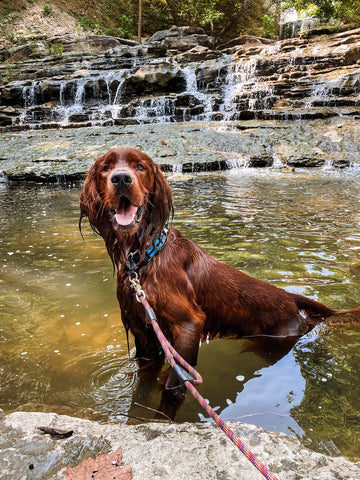 Irish Setter dog wearing Rope Hounds leash and collar - he is standing in the water.