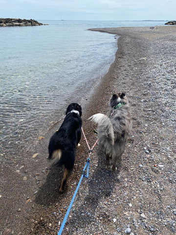 Two dogs walking along a shoreline with a Rope Hounds splitter leash connected to a classic dog leash.