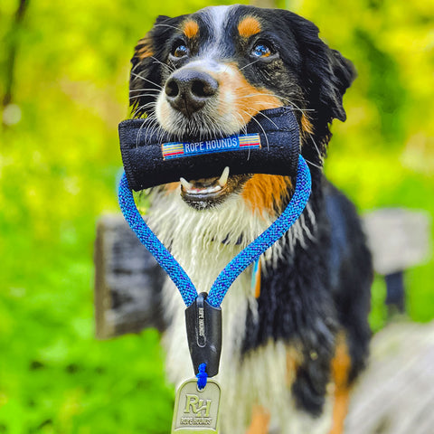 Bernese mountain dog holding a rope dog leash in his mouth with a neoprene handle. The logo says "Rope Hounds" and has a bottle opener on the leash.