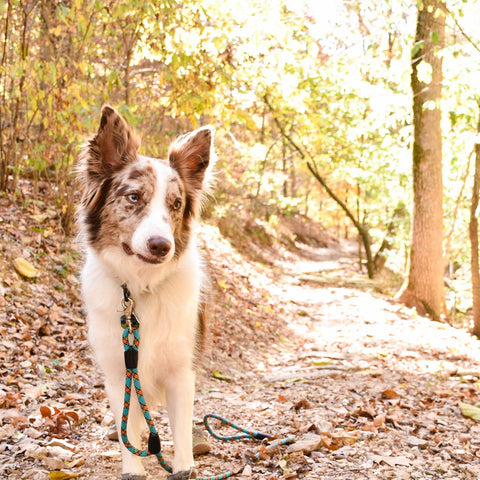 Australian Shepherd dog on the trail with a colorful Rope Hounds Urban leash. Adventure dog on the trails in Bentonville.