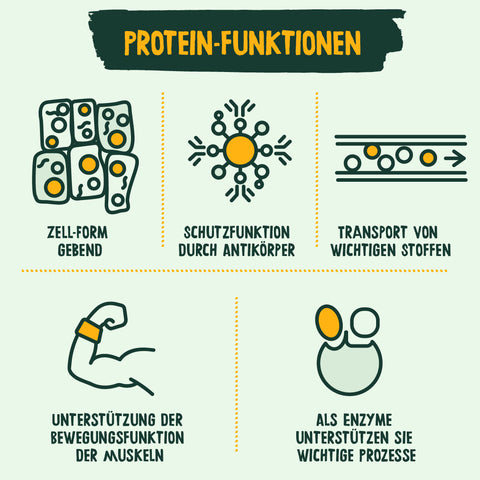 Funktion von Proteinen