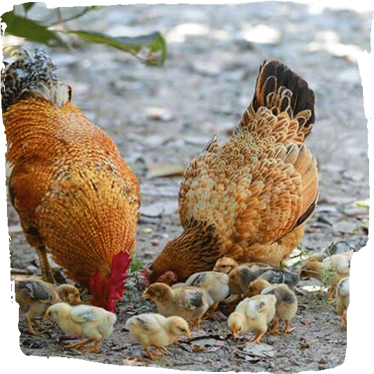 Tierwohl von Hühnern