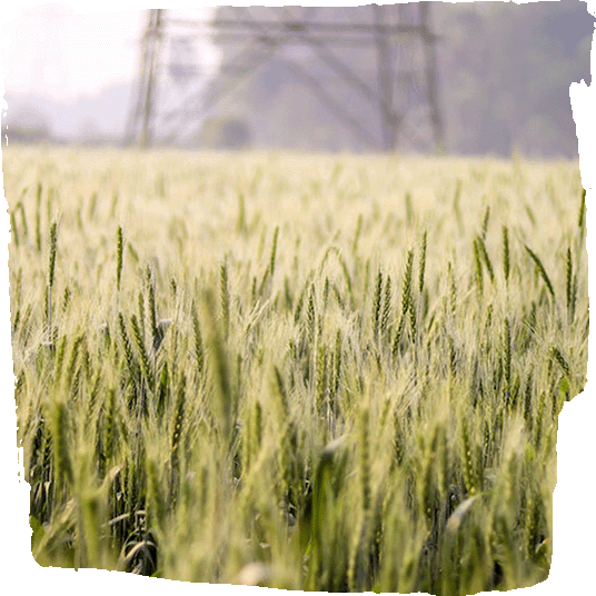 Weizengras als pflanzliches Lebensmittel