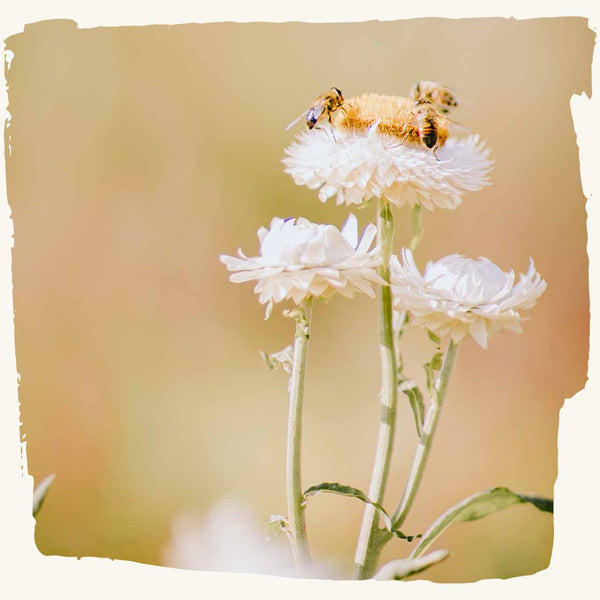 Bienen auf einer Gänseblume